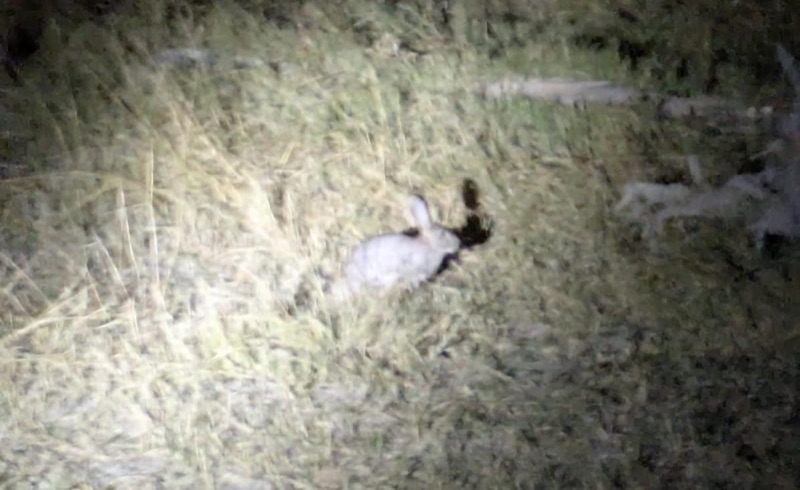 African scrub hare