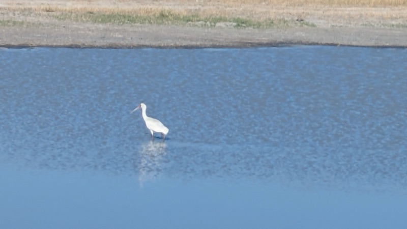 African spoonbill