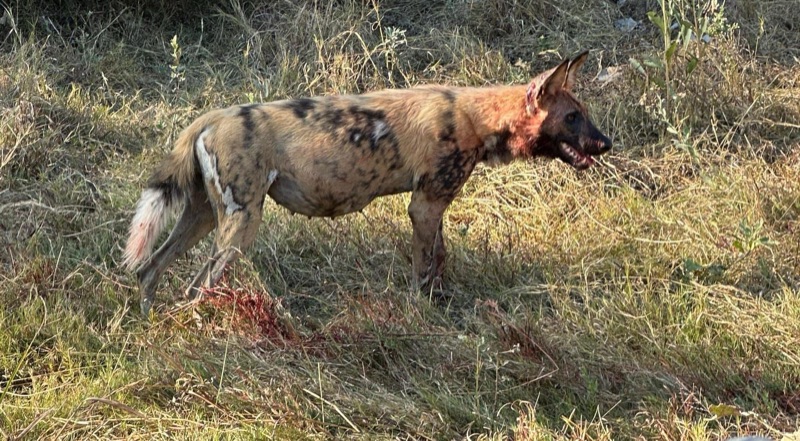 African wild dog