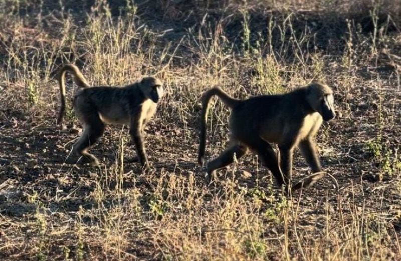 Baboon