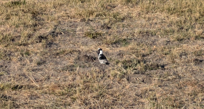 Blacksmith plover
