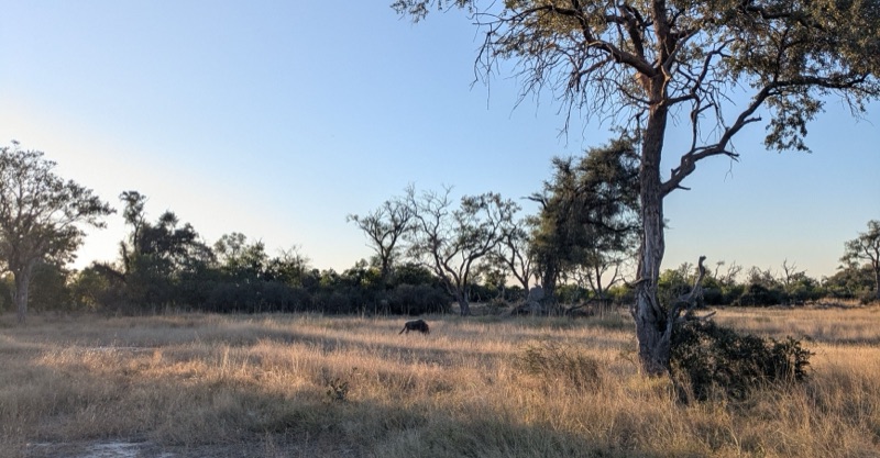 Blue wildebeest