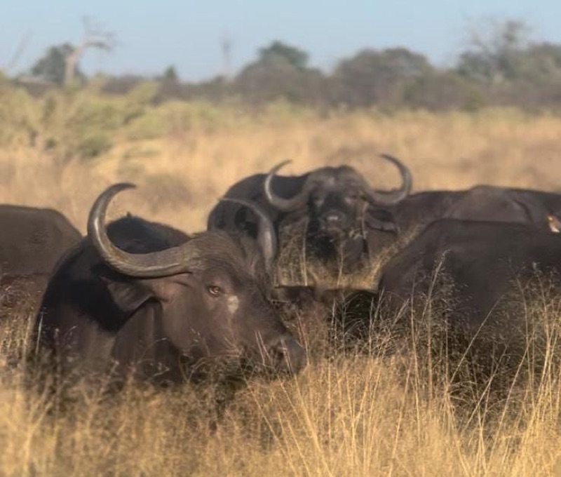 Buffalo