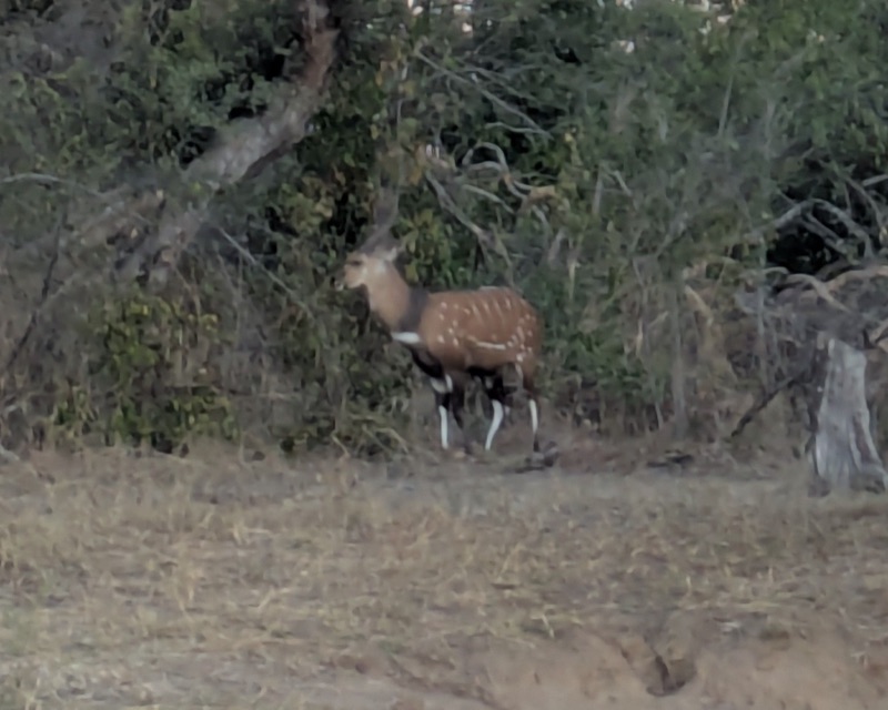 Bush buck