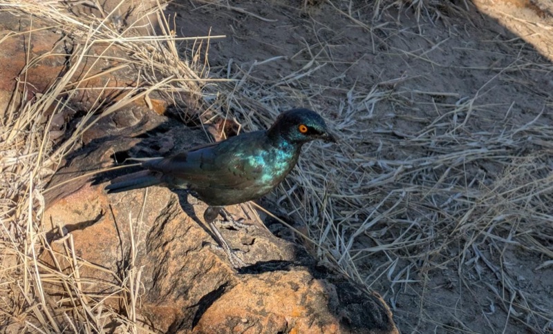 Cape glossy starling