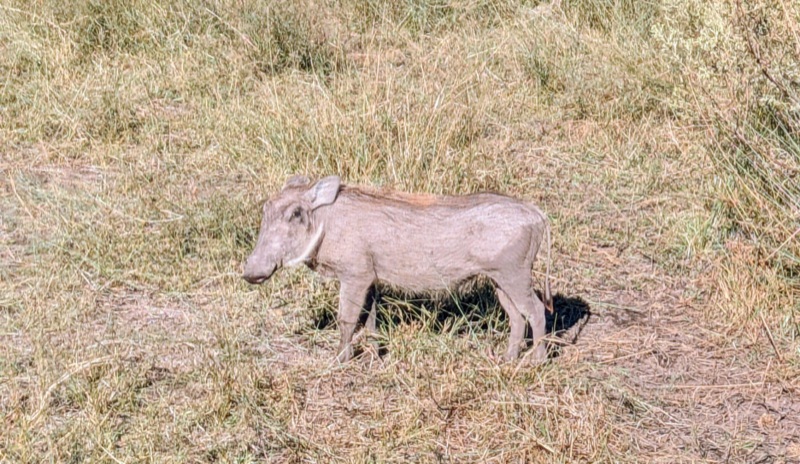 Common warthog