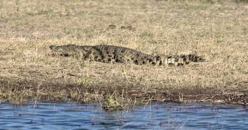 Crocodile