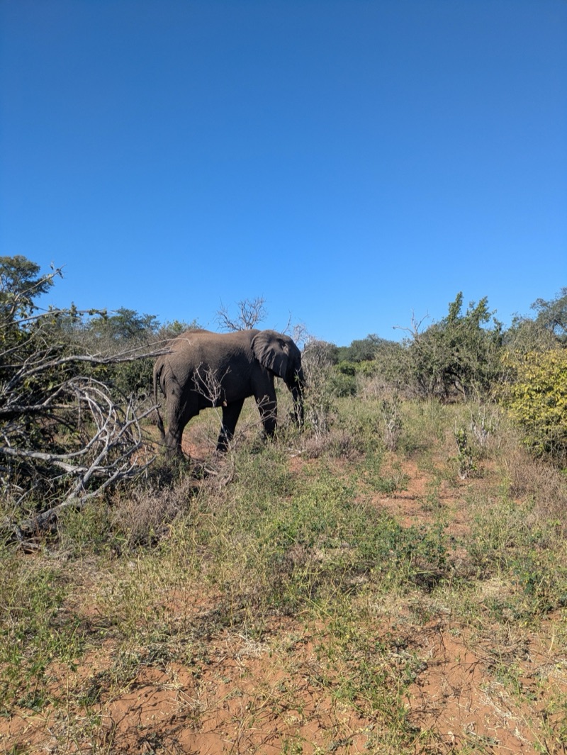 Elephant
