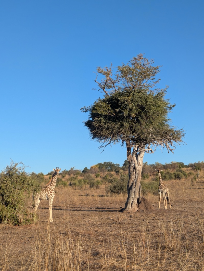 Giraffe