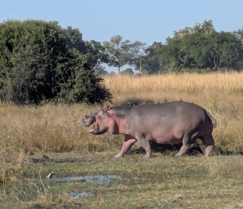 Hippopotamus