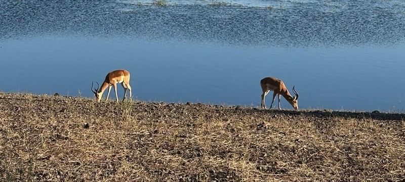 Impala