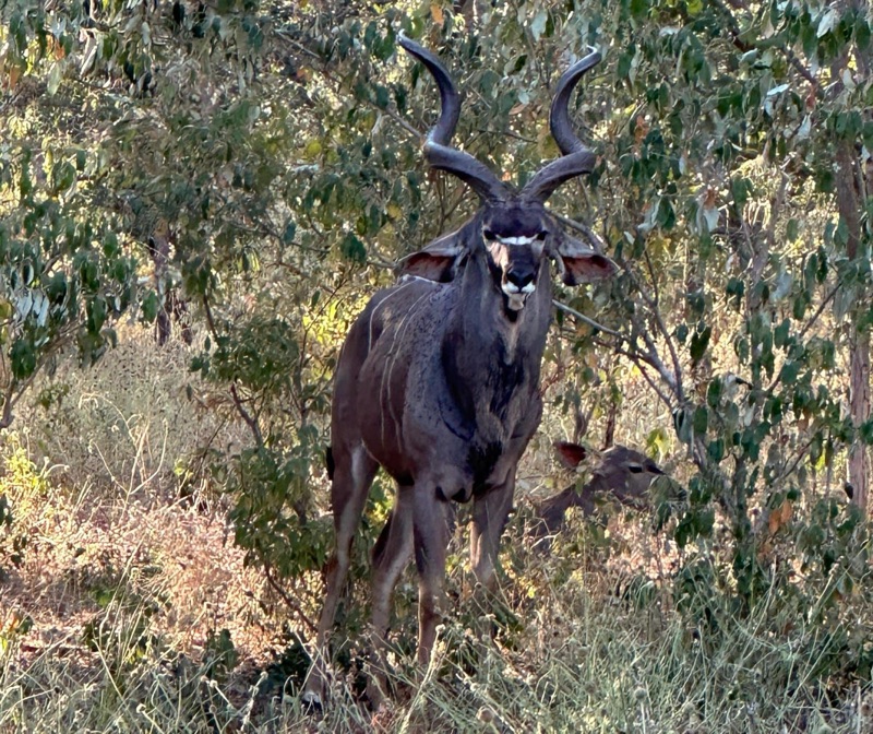 Kudu