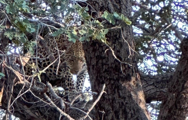 Leopard
