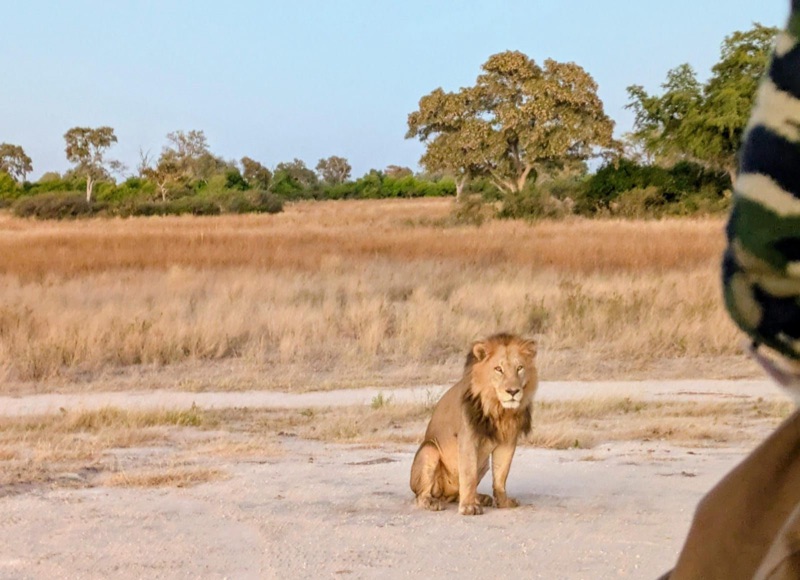 Lion