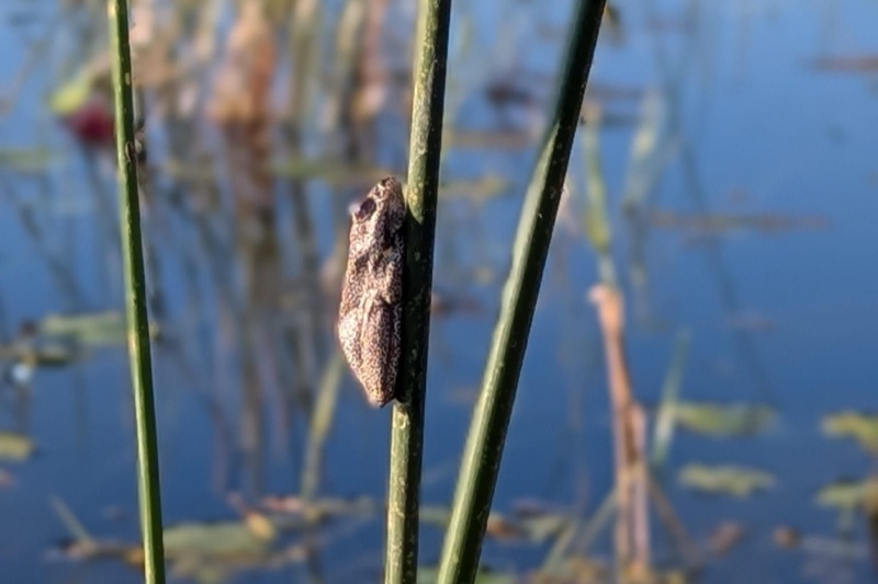 Painted reed frog