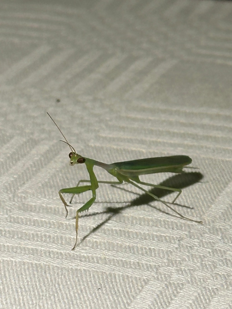 Praying mantis