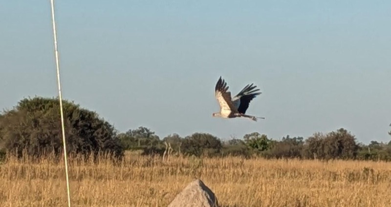 Secretary bird