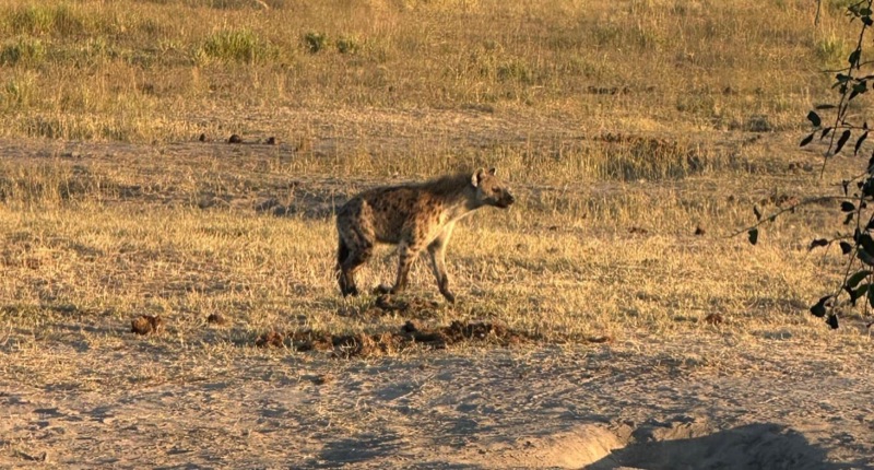 Spotted hyena