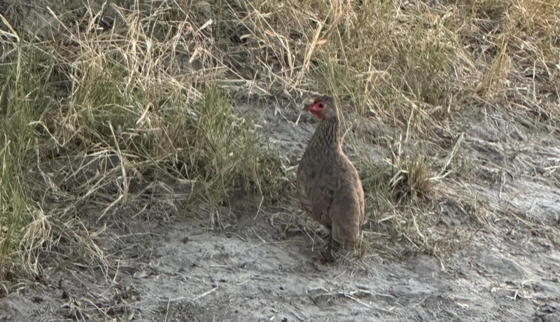 Swainson's spurfowl