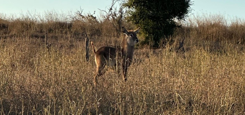 Water buck
