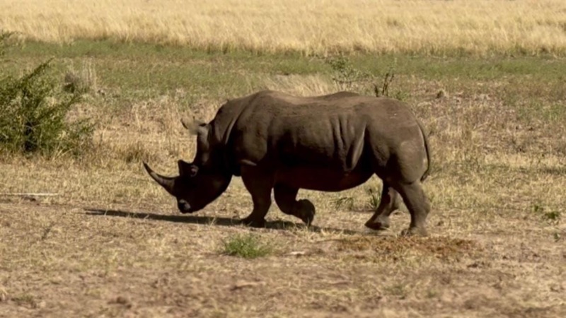 White rhino