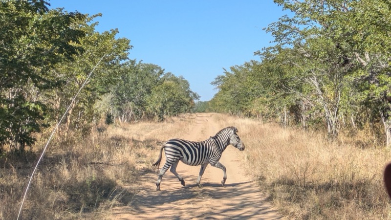 Zebra