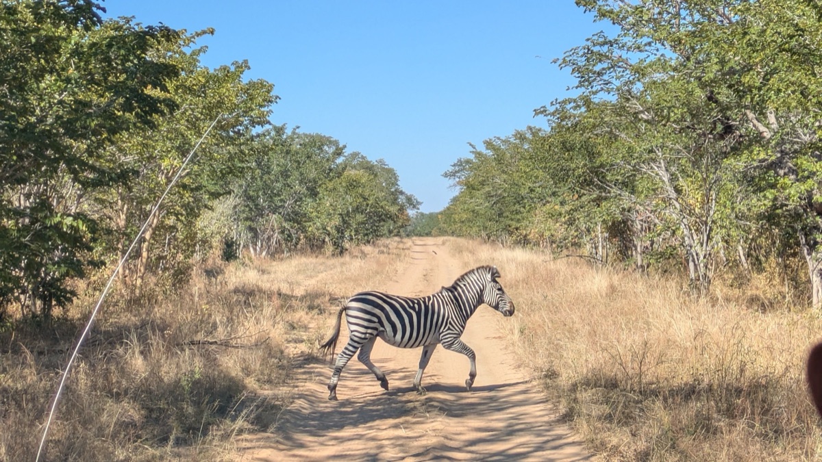 Zebra crossing